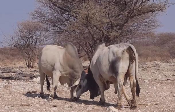 Govt increases compensation for wildlife-related cattle losses