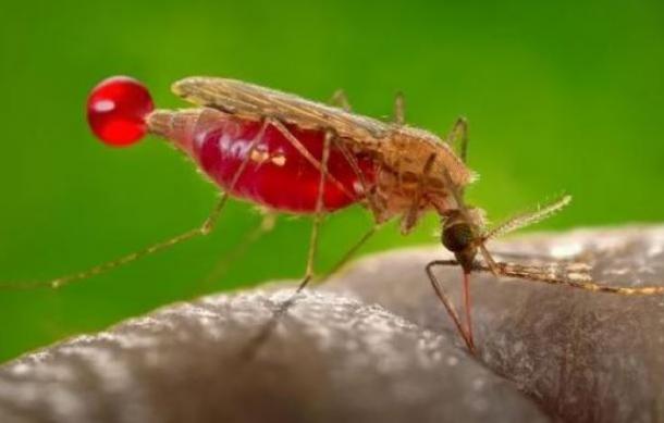 Malaria Cases on the rise in Zambezi Region