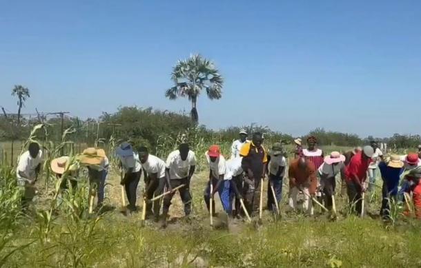 Eland Group employees cultivate Uukwaluudhi Palace mahangu field