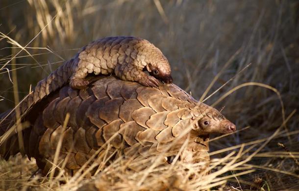Pangolin Conservation Foundation urges global action as poaching crisis escalates