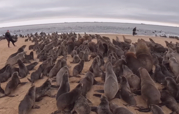 National Assembly tackles growing seal population threat to Namibia’s fish stock