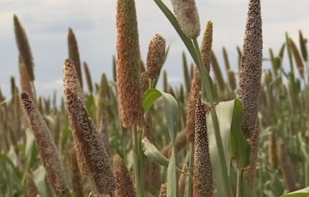 Green Schemes contribute to solve seds shortage