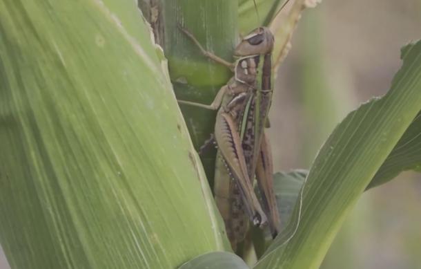 Pest invasions in Zambezi threaten food security