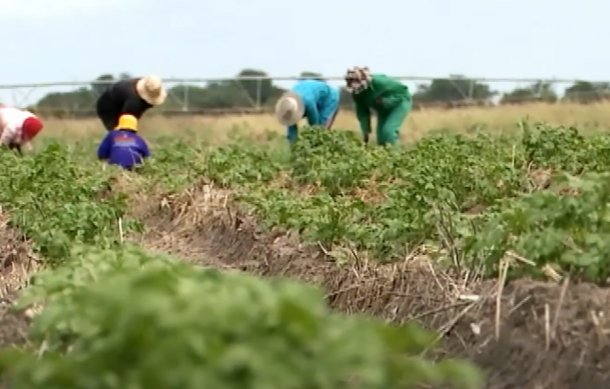 Sikondo Green Scheme gears up for winter planting in Kavango West