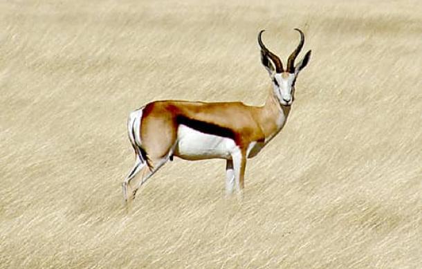 Hunting season to open on 1 May, Ministry confirms regulations and limits