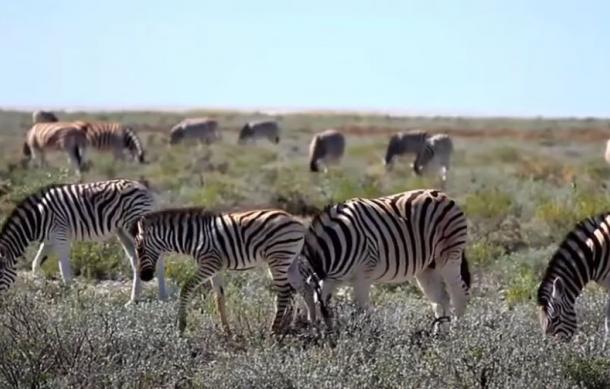 Game Hunting season set to begin with new rules and limits