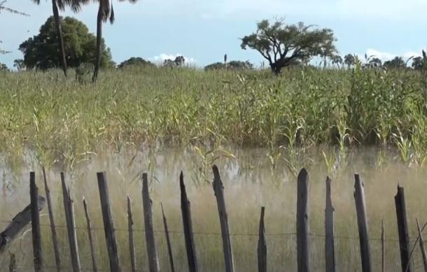 Floods dash mahangu harvest hopes in Ohangwena