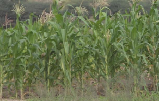 Omaheke farmers expected to reap bumper crop harvest