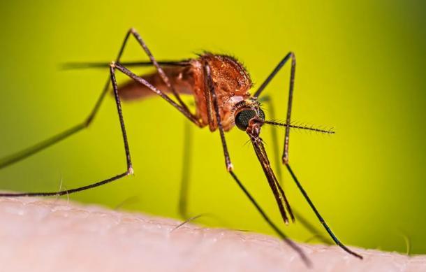 Local transmission dominates malaria cases
