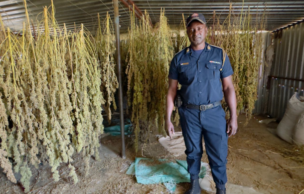Farm owner arrested after police uncover illegal dagga plantation and factory near Osire