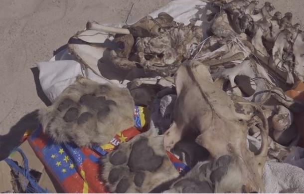 Man arrested at Liselo for possession of lion products