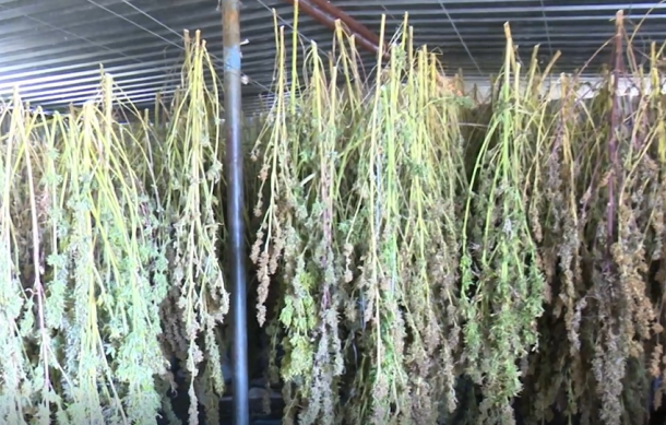 Namibian Police Uncover Hidden Dagga Plantation and Factory Near Osire