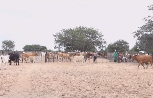 Farmers advised to provide nutritional supplements to livestock