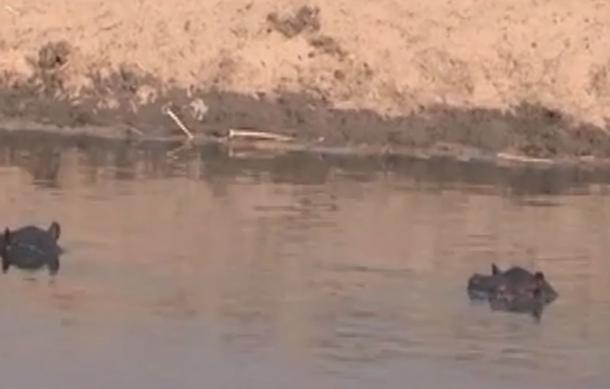Two teens survive hippo attack at Kasisi village