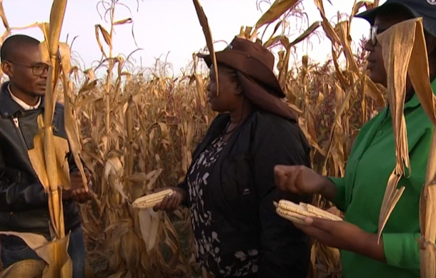 Equipment Shortage Delays Harvest at Shadikongoro Green Scheme