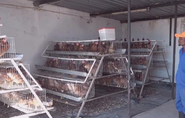 Land unavailability hampers chicken project progress