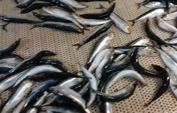 Amplified call to lift pilchard moratorium