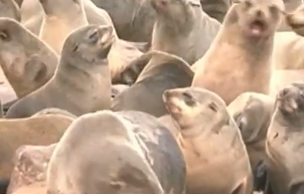 First rabies-infected Cape fur seal dies