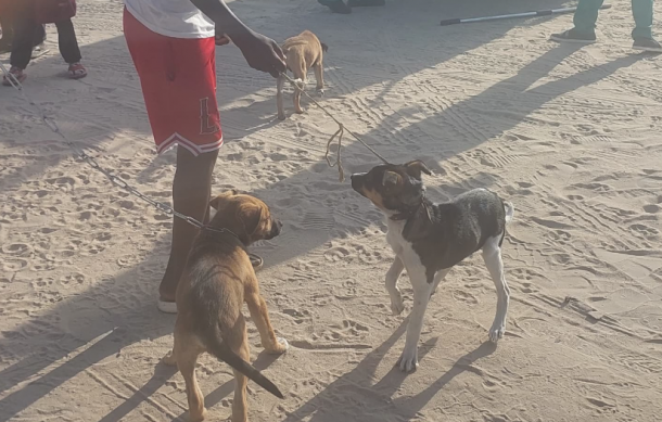 Rundu children lead rabies vaccination drive