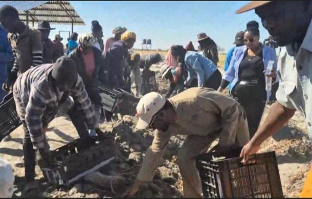 Oshikoto residents gather for potato harvest