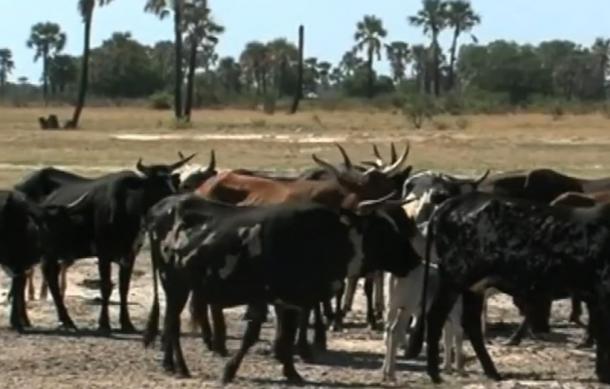 FMD-Free Zone allows cooked dried meat