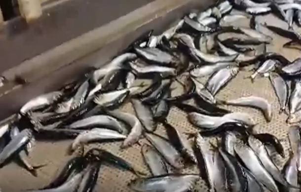 Stricter bycatch limits win praise from Pelagic Fishing Association