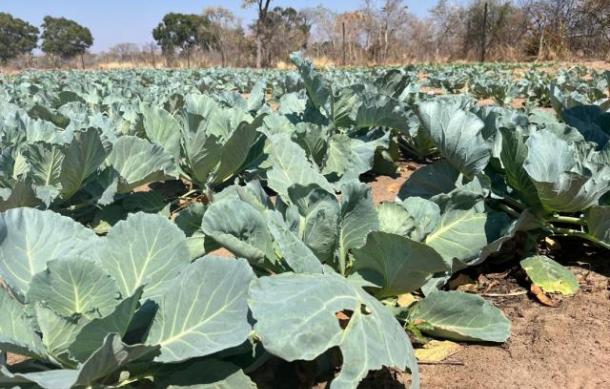 Kavango West farmer expands gardening project to boost food production