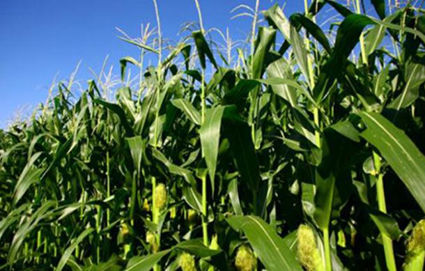 Zambezi farmers welcome Agribank Loan Scheme