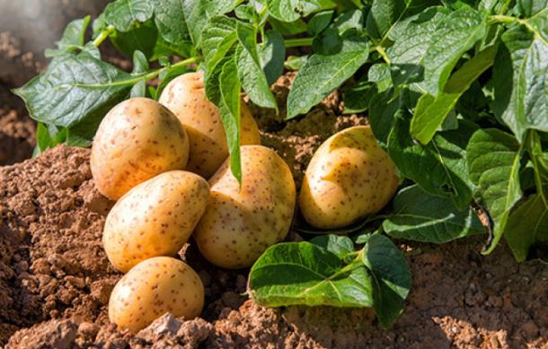 Agronomic Board launches potato development scheme