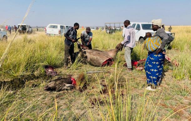 Over 90 buffaloes drown in Zambezi