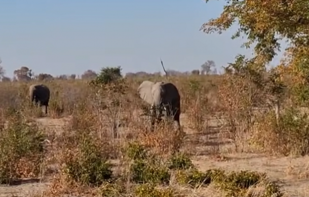 Elephants threaten safety of Mukwe villagers