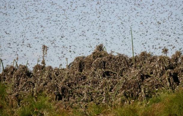 Locust outbreak hits Zambezi Region