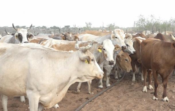 Omaheke Regional Council donates 260 cattle to Itireleng Community