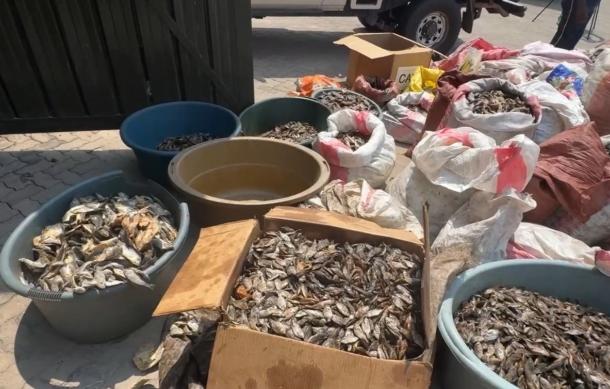Joint operation seizes illegal fish worth over N$92,000 in Zambezi